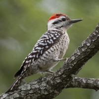 Ladder-backed Woodpecker